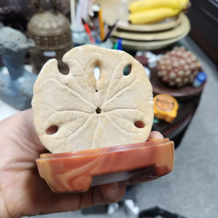 [BUNJANG] Unique Fossil with Stand / 화석