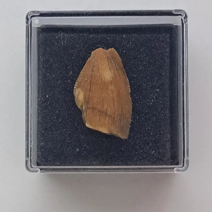 [BUNJANG] Majungasaurus Tooth Fossil / 마준가사우루스 이빨화석