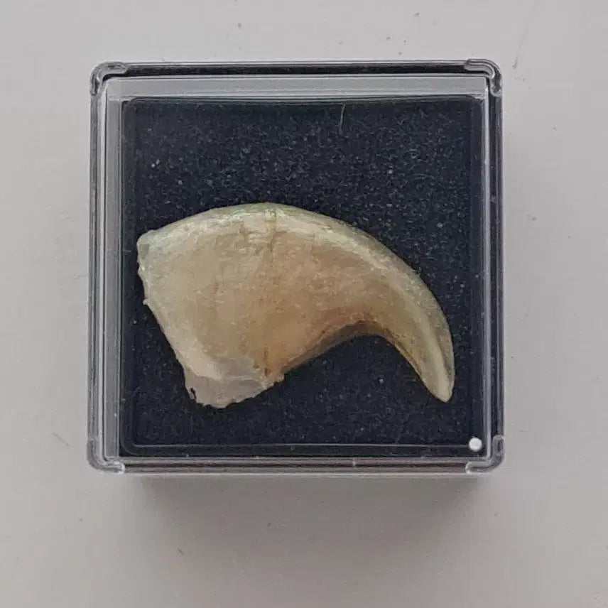[BUNJANG] Tiger Claw Pendant / 호랑이 발톱