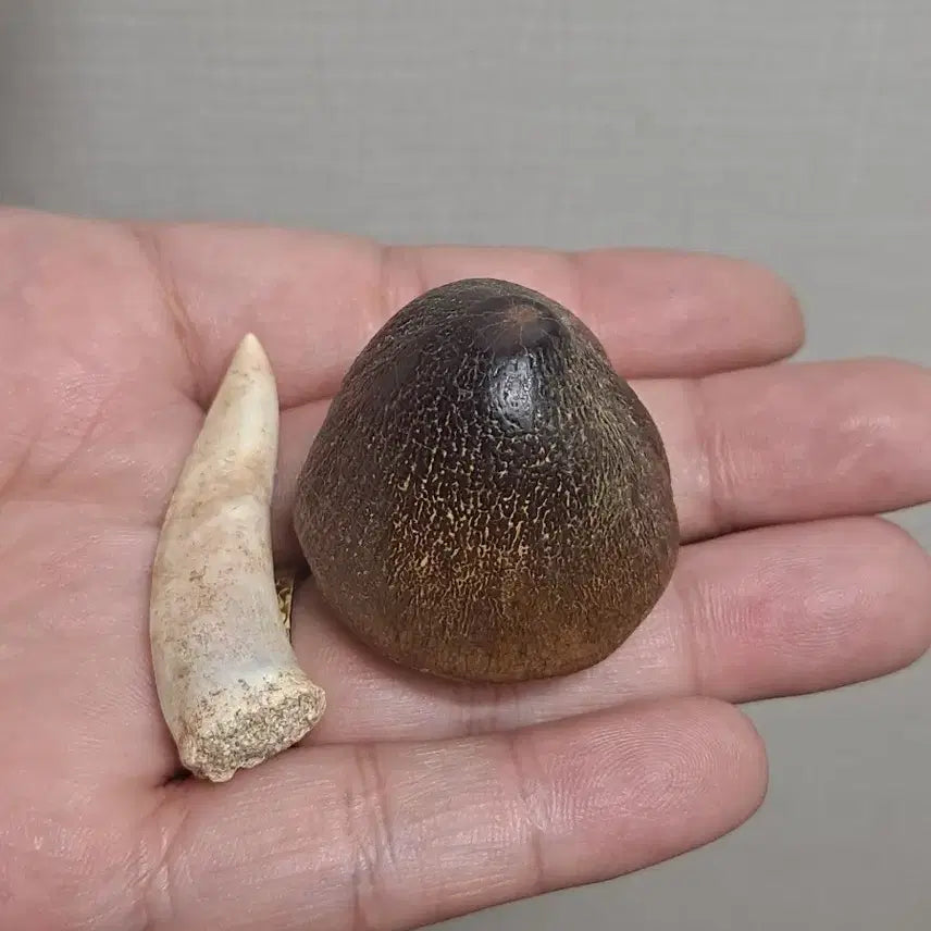 [BUNJANG] Globidens Mosasaur Tooth Fossil (Enchodus serpens) / 대형글로비덴스 이빨화석 (엔코두스 서비스)