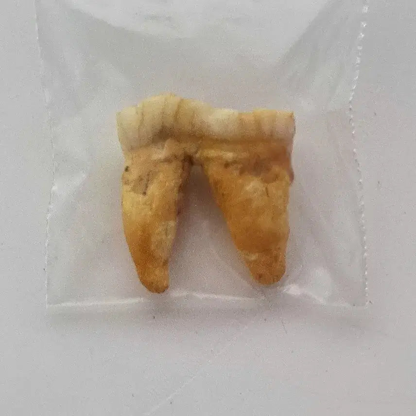 [BUNJANG] Cave Bear Molar Fossil / 동굴곰 이빨화석