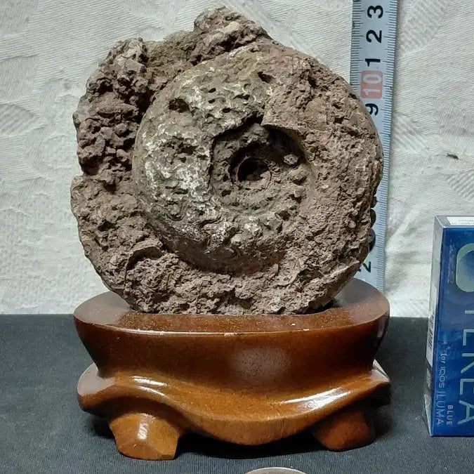 [BUNJANG] Premium Ammonite Fossil - Personal Collection - Discount Sale / 암모나이트 화석 최상품 개인 소장품 할인처분
