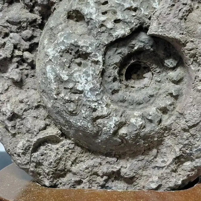 [BUNJANG] Premium Ammonite Fossil - Personal Collection - Discount Sale / 암모나이트 화석 최상품 개인 소장품 할인처분