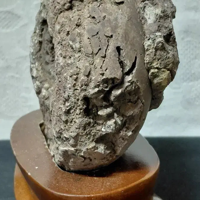 [BUNJANG] Premium Ammonite Fossil - Personal Collection - Discount Sale / 암모나이트 화석 최상품 개인 소장품 할인처분