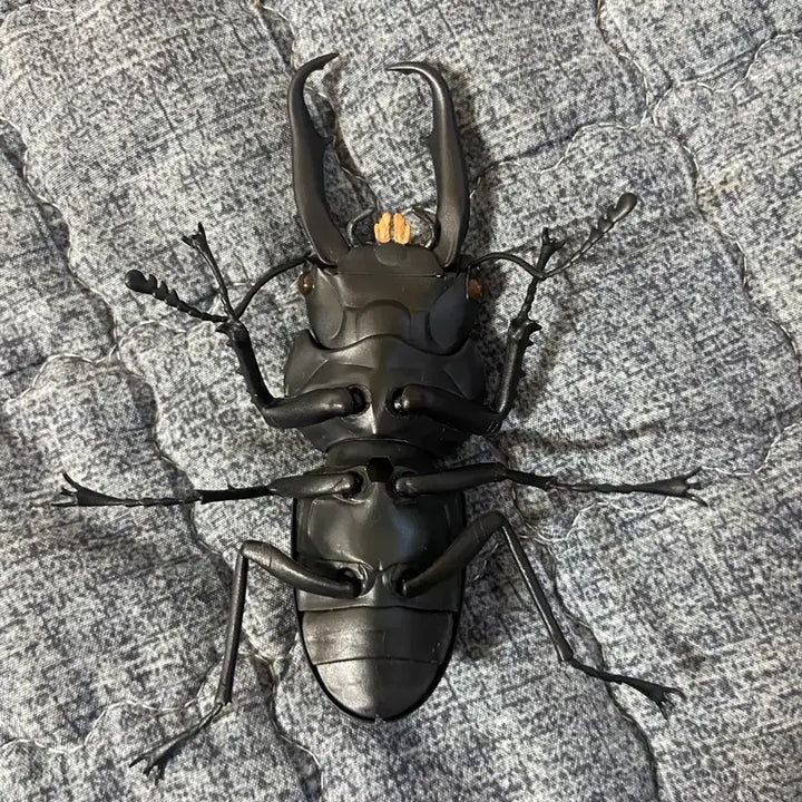 [BUNJANG] Creature Compendium Stag Beetle Vol. 4: Saw Stag Beetle (Used) / 생물대도감 사슴벌레 4 애사슴벌레 중고품 베이스 날개x