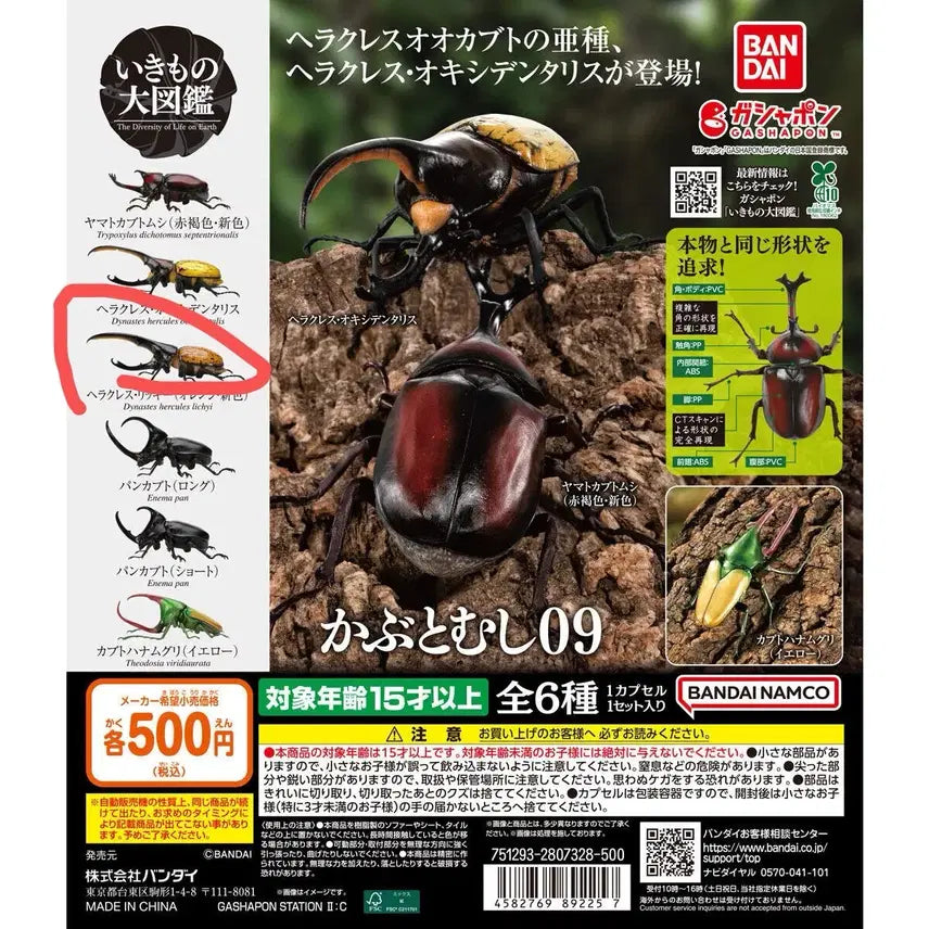 [BUNJANG] Seimo Doga Beetle Hercules Orange Color Sealed Capsule Toy / 생물대도감 장수풍뎅이9탄  미개봉캡슐 판매 헤라클레스 오렌지색