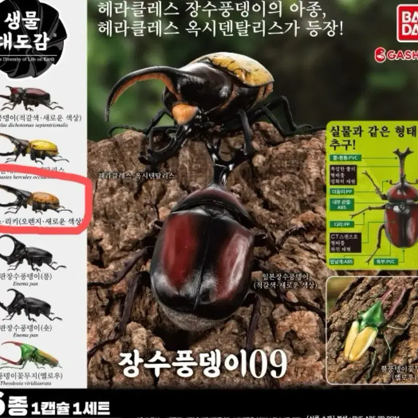 [BUNJANG] Seimo Doga Beetle Hercules Orange Color Sealed Capsule Toy / 생물대도감 장수풍뎅이9탄  미개봉캡슐 판매 헤라클레스 오렌지색