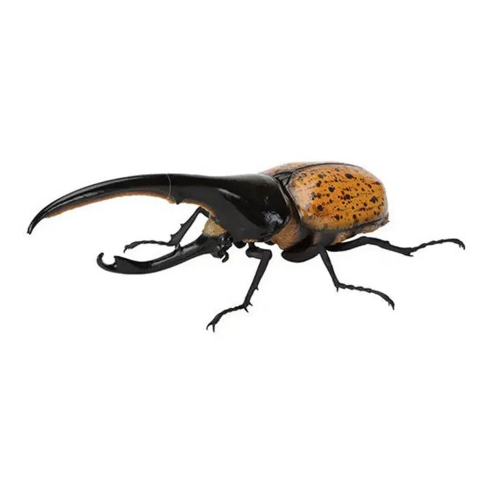 [BUNJANG] Seimo Doga Beetle Hercules Orange Color Sealed Capsule Toy / 생물대도감 장수풍뎅이9탄  미개봉캡슐 판매 헤라클레스 오렌지색