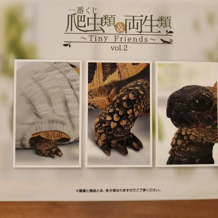 [BUNJANG] Tiny Friends Reptile &amp; Amphibian Ichiban Kuji C Prize Turtle / 미개봉 파충류&amp;양서류~tiny friends~ 제일복권 쿠지 C상 거북이
