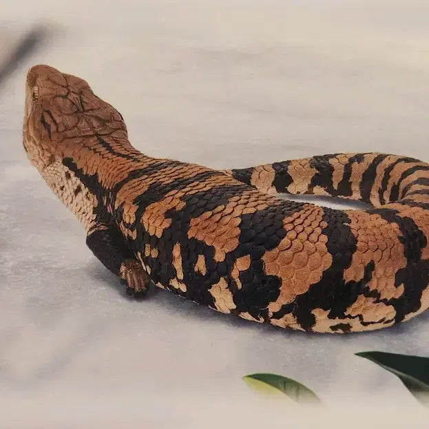 [BUNJANG] Tiny Friends Reptile &amp; Amphibian Ichiban Kuji A Prize / 미개봉 파충류&amp;양서류 ~tiny friends~  제일복권 쿠지 A상