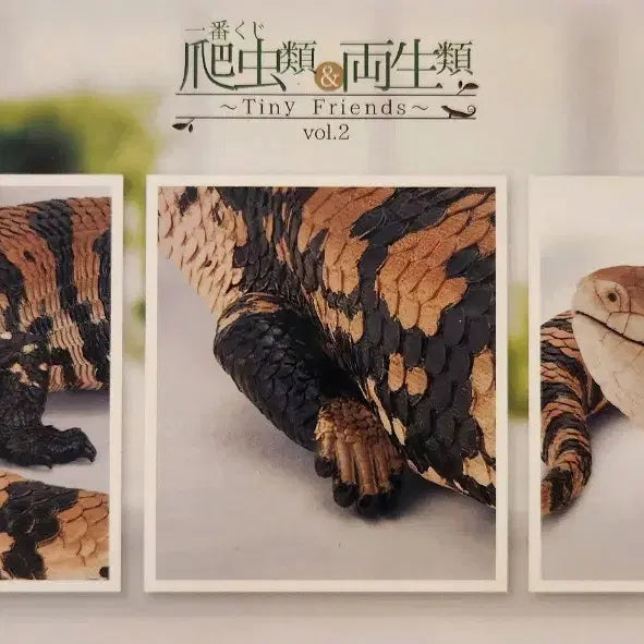 [BUNJANG] Tiny Friends Reptile &amp; Amphibian Ichiban Kuji A Prize / 미개봉 파충류&amp;양서류 ~tiny friends~  제일복권 쿠지 A상
