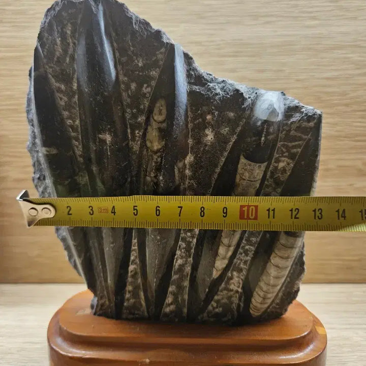 [BUNJANG] Cuttlefish Fossil Mineral / 오징어 화석 광물