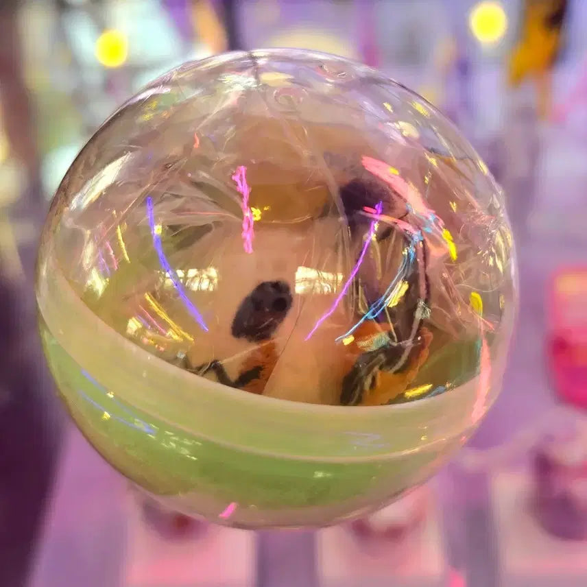 [BUNJANG] Pokemon Hairpin Collection Gacha Talala / 포켓몬 헤어핀 컬렉션 가챠 따라큐