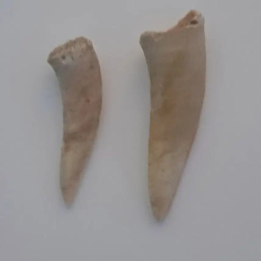 [BUNJANG] Enchodus Tooth Fossil Set (4cm, 6cm) / 엔코두스 이빨화석 2개