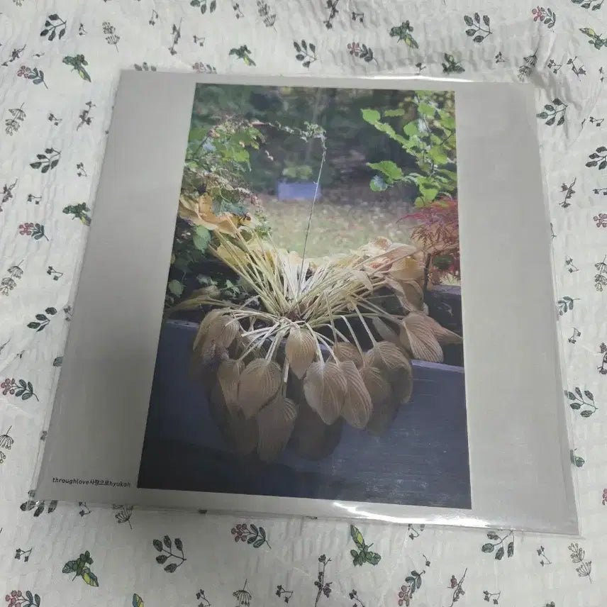 [BUNJANG] Hyukoh Love, Song LP (Unsealed) / [개봉] 혁오 - 사랑으로 LP