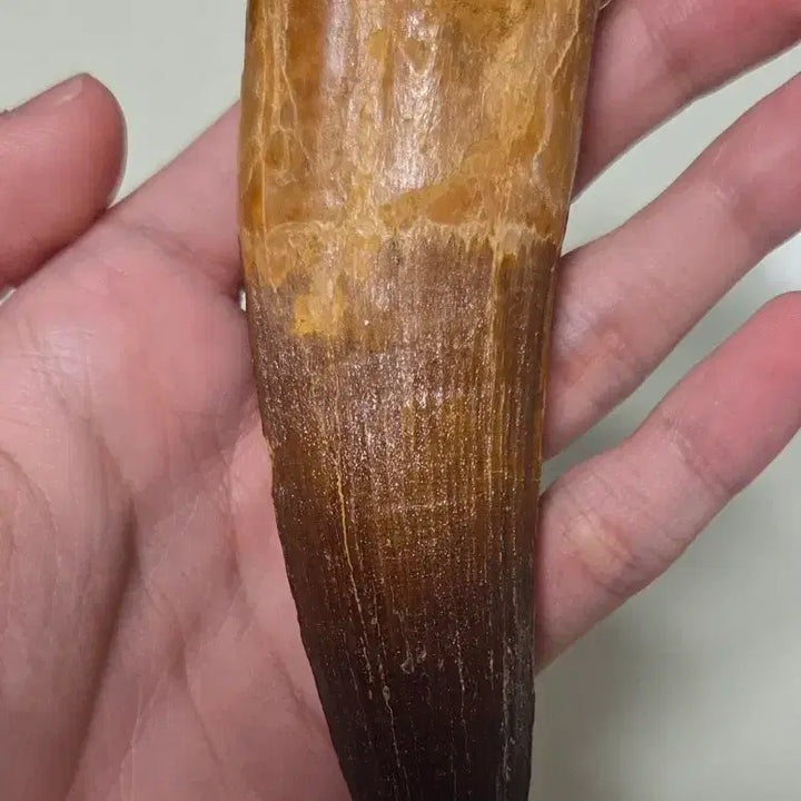 [BUNJANG] Authentic Spinosaurus Tooth Fossil / 진품 스피노사우루스 이빨 화석 싸게 판매합니다!