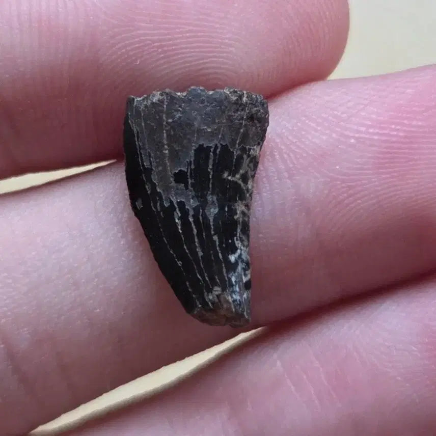[BUNJANG] Genuine Tyrannosaurus Tooth Fossil / 티라노사우루스 이빨 화석 싸게 판매합니다!