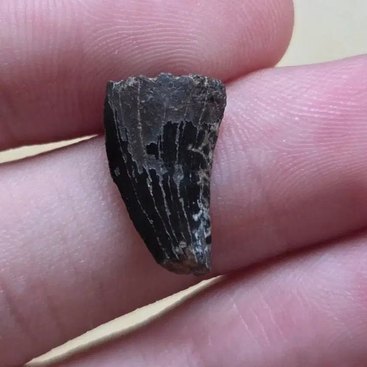 [BUNJANG] Genuine Tyrannosaurus Tooth Fossil / 티라노사우루스 이빨 화석 싸게 판매합니다!