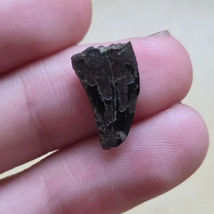 [BUNJANG] Genuine Tyrannosaurus Tooth Fossil / 티라노사우루스 이빨 화석 싸게 판매합니다!