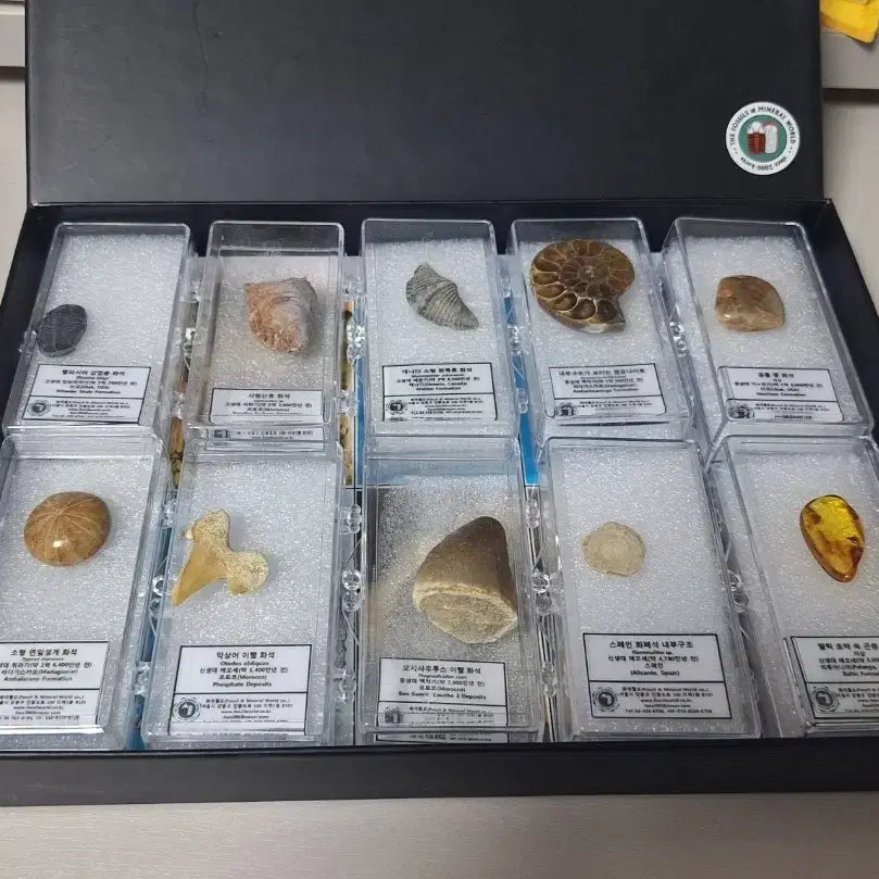 [BUNJANG] Fossil World Fossil Set - 10 Types Standard Fossils (Ammonite, Insect Amber, Tooth, etc.) / 화석월드 화석 세트 표준화석 10종 일괄 삽엽충 암모나이트 이빨 호박