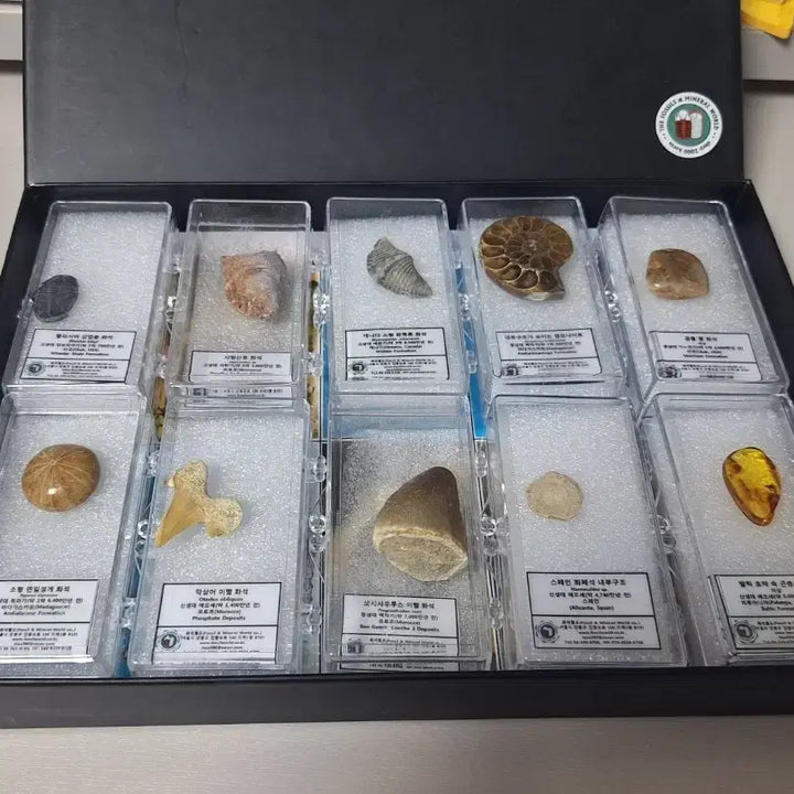 [BUNJANG] Fossil World Fossil Set - 10 Types Standard Fossils (Ammonite, Insect Amber, Tooth, etc.) / 화석월드 화석 세트 표준화석 10종 일괄 삽엽충 암모나이트 이빨 호박