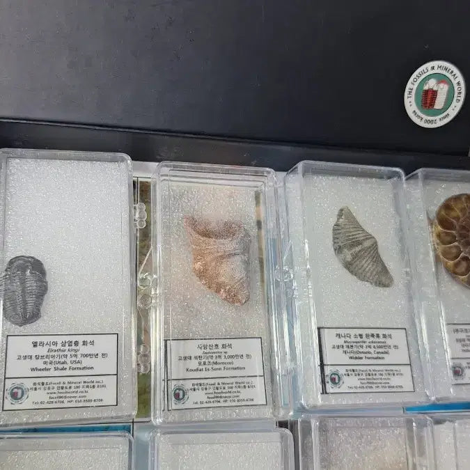 [BUNJANG] Fossil World Fossil Set - 10 Types Standard Fossils (Ammonite, Insect Amber, Tooth, etc.) / 화석월드 화석 세트 표준화석 10종 일괄 삽엽충 암모나이트 이빨 호박