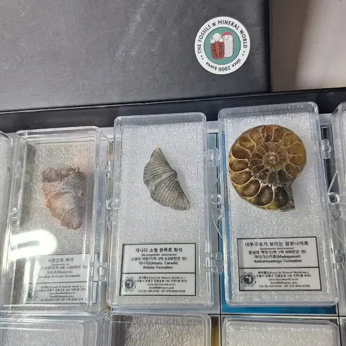[BUNJANG] Fossil World Fossil Set - 10 Types Standard Fossils (Ammonite, Insect Amber, Tooth, etc.) / 화석월드 화석 세트 표준화석 10종 일괄 삽엽충 암모나이트 이빨 호박