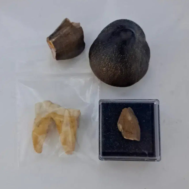[BUNJANG] Various Fossil Teeth Bundle / 각종 이빨화석 일괄