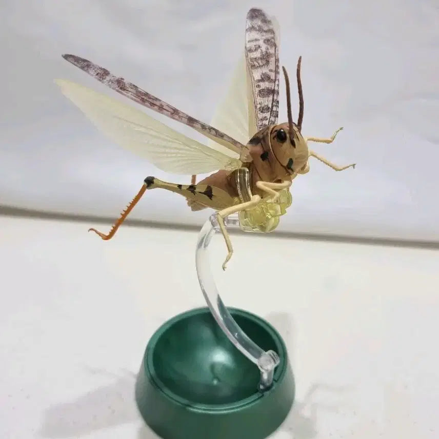 [BUNJANG] Bandai Creature Encyclopedia Advance Fulmuchi Figure Brown / 반다이 생물대도감 어드벤스 풀무치 피규어 갈색