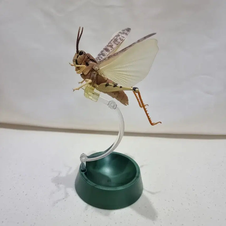 [BUNJANG] Bandai Creature Encyclopedia Advance Fulmuchi Figure Brown / 반다이 생물대도감 어드벤스 풀무치 피규어 갈색