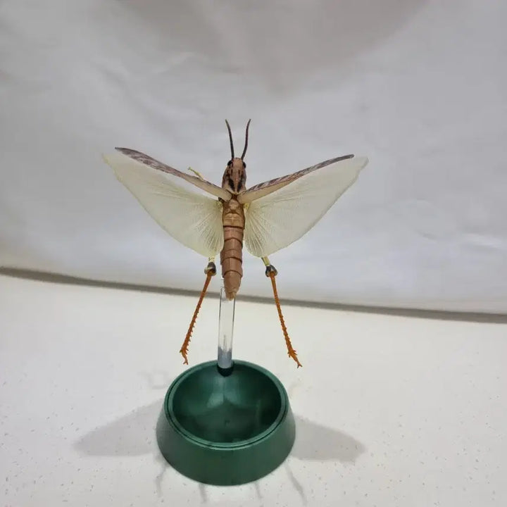 [BUNJANG] Bandai Creature Encyclopedia Advance Fulmuchi Figure Brown / 반다이 생물대도감 어드벤스 풀무치 피규어 갈색