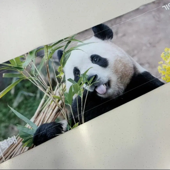 [BUNJANG] Fu Bao Bundle Set Acrylic Coasters / 푸바오 굿즈 일괄