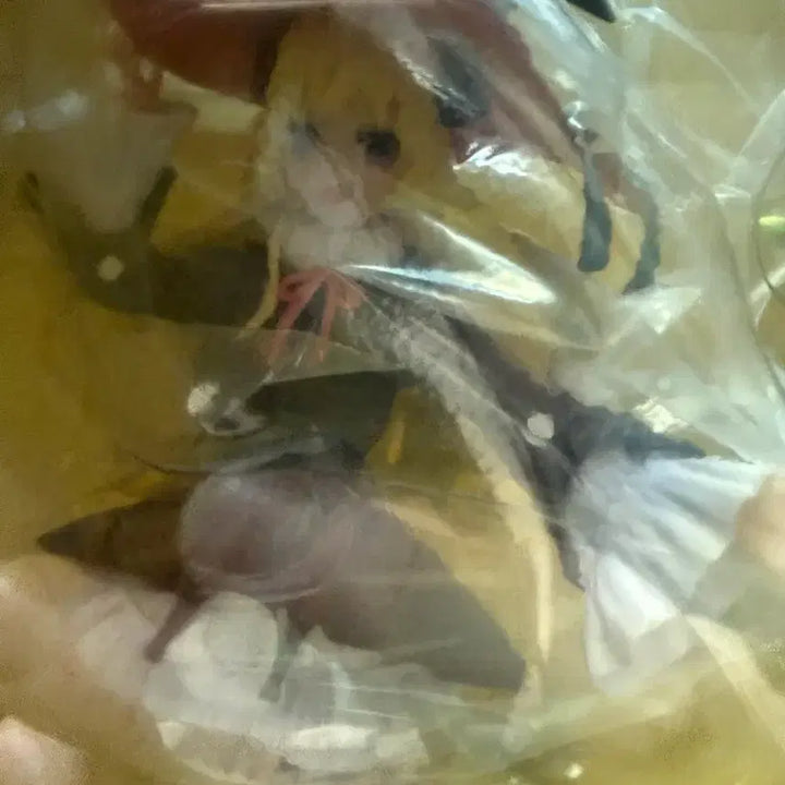[BUNJANG] Bandai Hololive Tsunomaki Watame Figure (Sealed) / 반다이 홀로라이브 츠노마키 와타메 피규어 미개봉 새상품