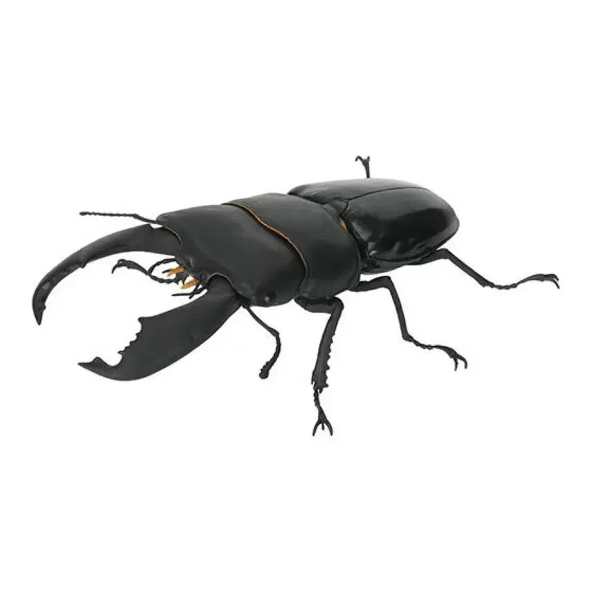 [BUNJANG] Bandai Stag Beetle Sumatra Giraffa Stag Beetle (Upward Inner Teeth Type) Opened Capsule / 생물대도감 사슴벌레  수마트라왕넓적사슴벌레상향 캡슐개봉품