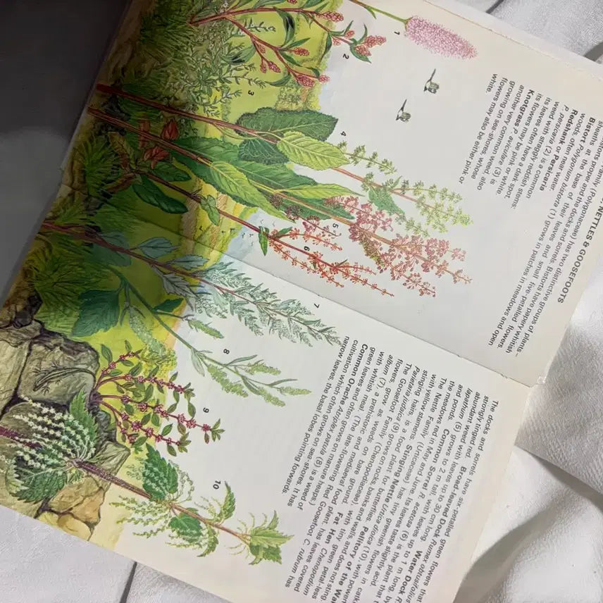 [BUNJANG] Vintage Wildflower Botanical Art Book / 빈티지 야생화 보태니컬 북