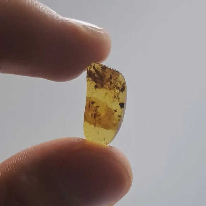 [BUNJANG] Rare Burmese Amber Scorpion Fossil (2x0.7 cm) / (희귀!)버마산 거의 온전한 전갈 호박 화석