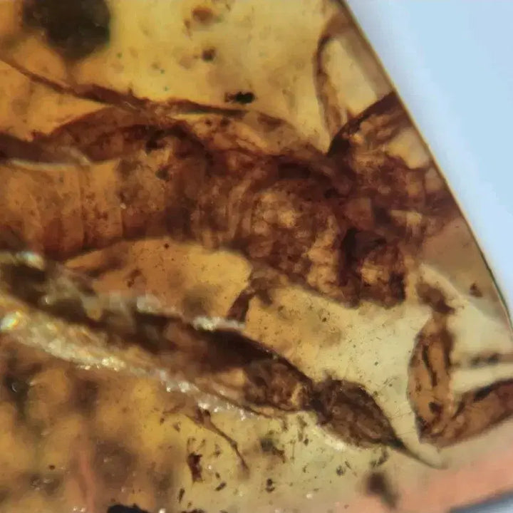[BUNJANG] Rare Burmese Amber Scorpion Fossil (2x0.7 cm) / (희귀!)버마산 거의 온전한 전갈 호박 화석