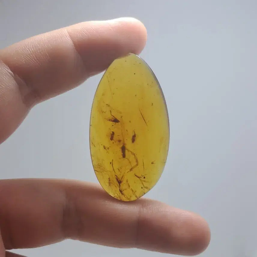 [BUNJANG] Rare Burmese Large Scorpion Amber Fossil / (희귀!)버마산 대형 전갈 호박 화석