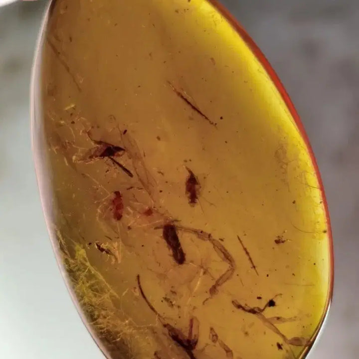 [BUNJANG] Rare Burmese Large Scorpion Amber Fossil / (희귀!)버마산 대형 전갈 호박 화석