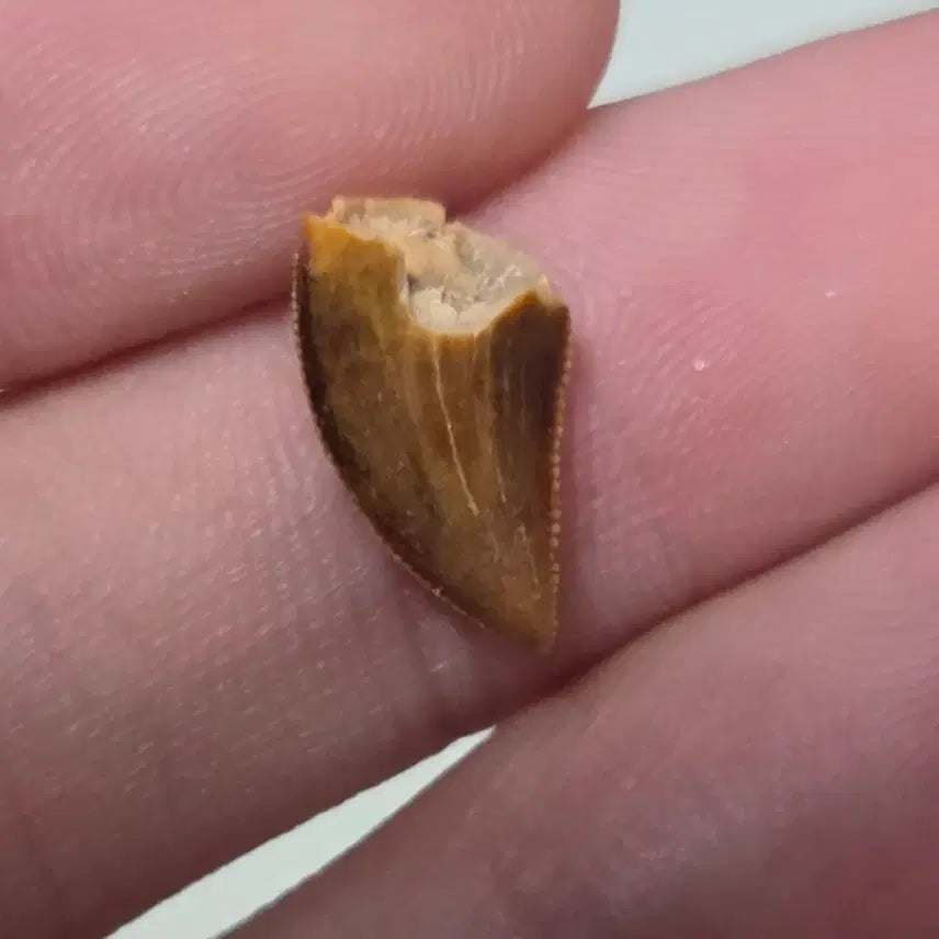 [BUNJANG] Authentic Majungasaurus Tooth Fossil / 진품 마준가사우루스 이빨 화석 싸게 판매합니다!