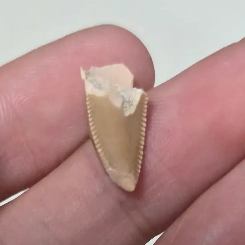 [BUNJANG] Genuine Majungasaurus Tooth Fossil / 진품 마준가사우루스 이빨 화석 싸게 판매합니다!