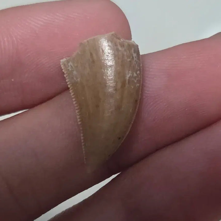 [BUNJANG] Genuine Majungasaurus Tooth Fossil / 진품 마준가사우루스 이빨 화석 싸게 판매합니다!