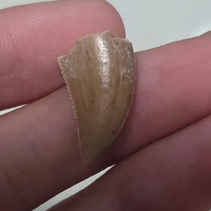 [BUNJANG] Genuine Majungasaurus Tooth Fossil / 진품 마준가사우루스 이빨 화석 싸게 판매합니다!