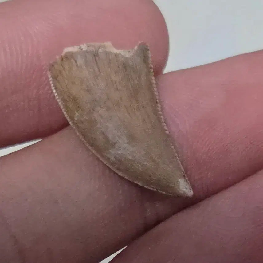 [BUNJANG] Genuine Majungasaurus Tooth Fossil / 진품 마준가사우루스 이빨 화석 싸게 판매합니다!