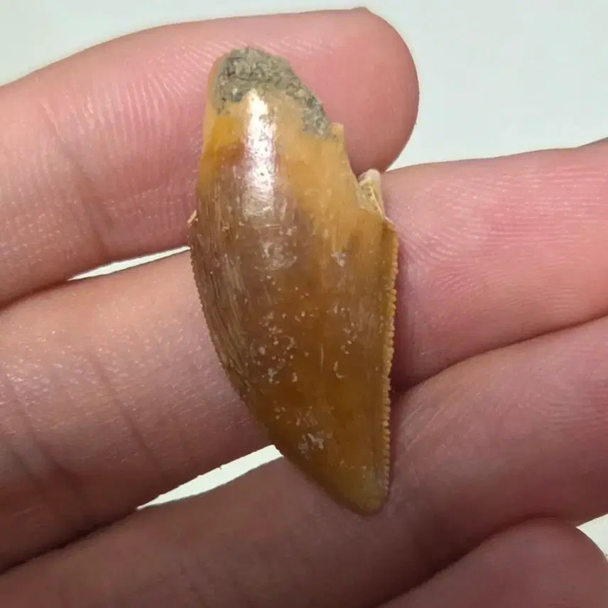 [BUNJANG] Authentic Majungasaurus Tooth Fossil / 진품 마준가사우루스 이빨 화석 싸게 판매합니다!