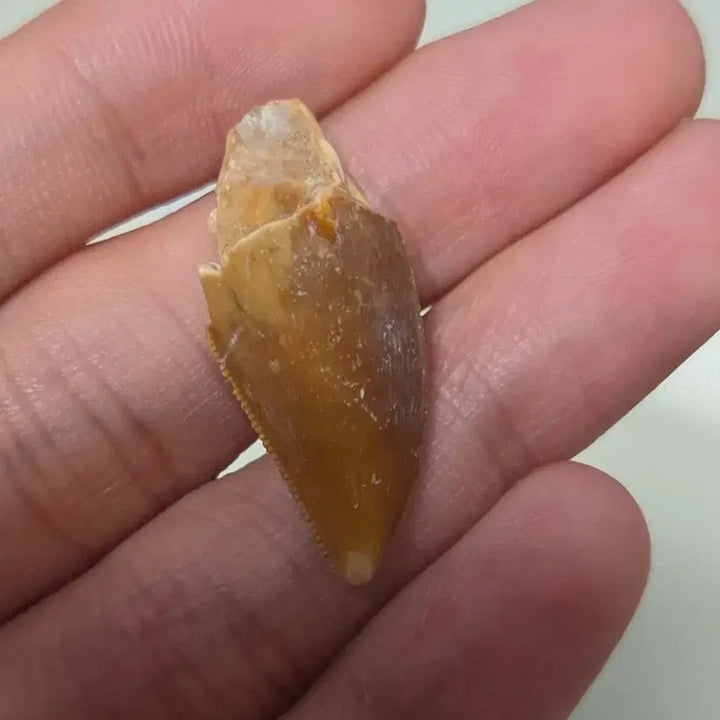 [BUNJANG] Authentic Majungasaurus Tooth Fossil / 진품 마준가사우루스 이빨 화석 싸게 판매합니다!
