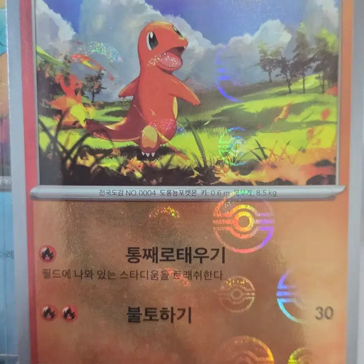 [SOLD OUT] 포켓몬 카드 꼬부기/파이리/리자드 몬볼 일괄
