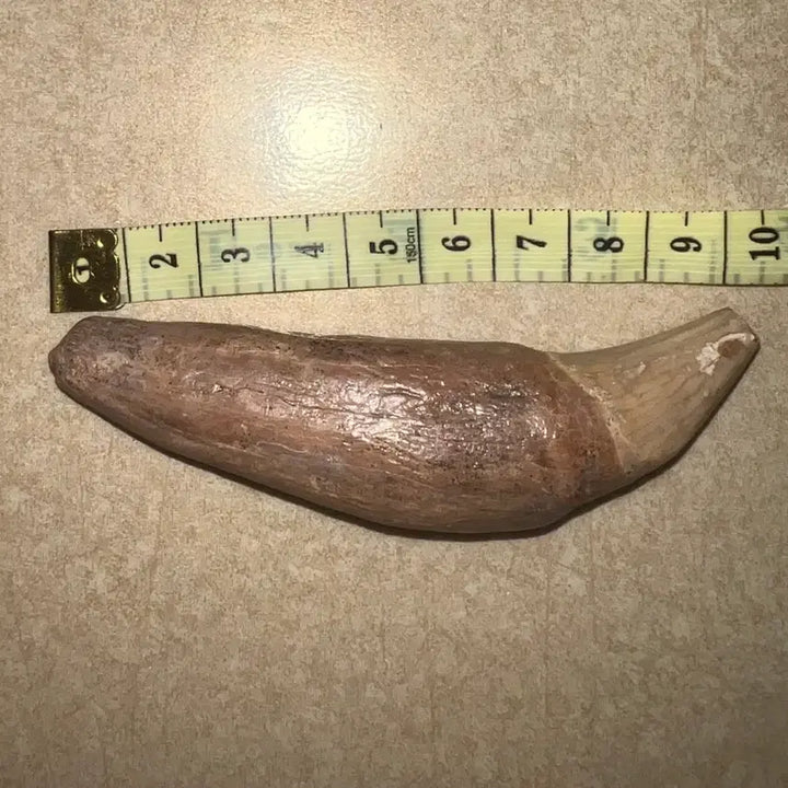 [BUNJANG] Cave Bear Tooth Fossil (Ursus spelaeus) / 동굴곰 송곳니 화석