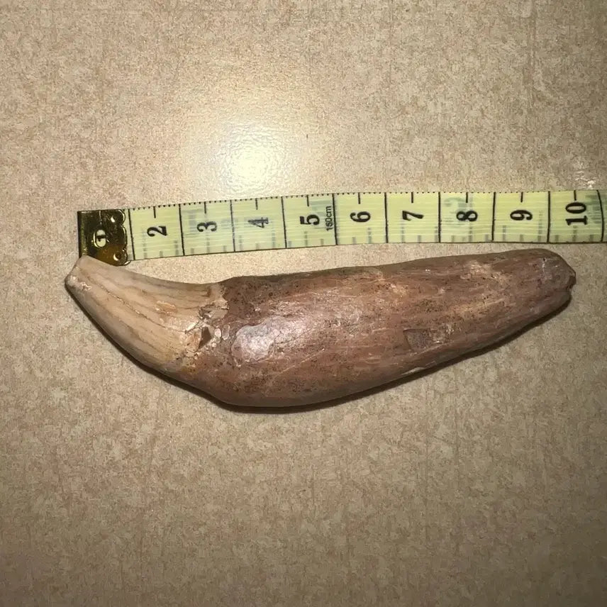 [BUNJANG] Cave Bear Tooth Fossil (Ursus spelaeus) / 동굴곰 송곳니 화석