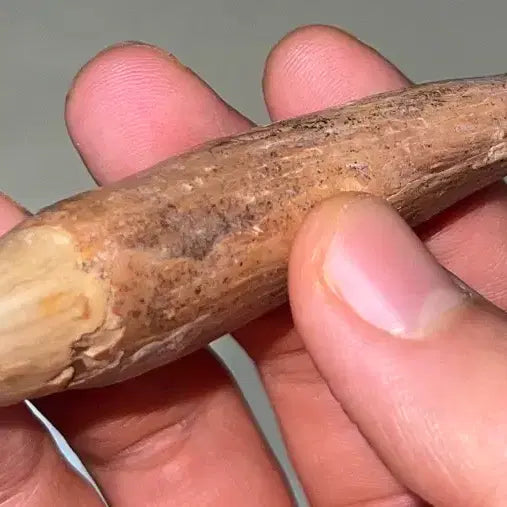 [BUNJANG] Cave Bear Tooth Fossil (Ursus spelaeus) / 동굴곰 송곳니 화석